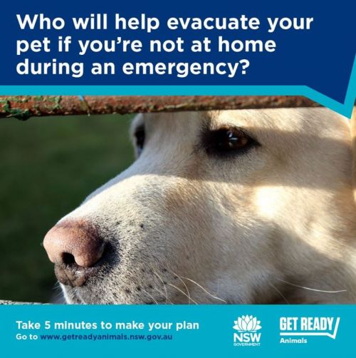 Graphic asking is your pet safe in an emergency? Make a plan at www.getreadyanimals.nsw.gov.au 
