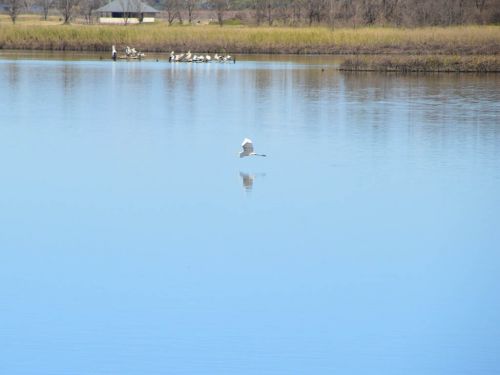 Migratory birds