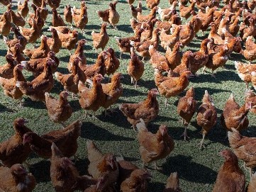 Avian influenza image