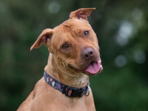 Picture of a dog at the shelter