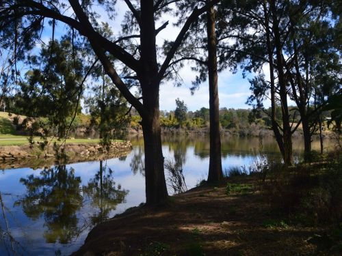 river trees