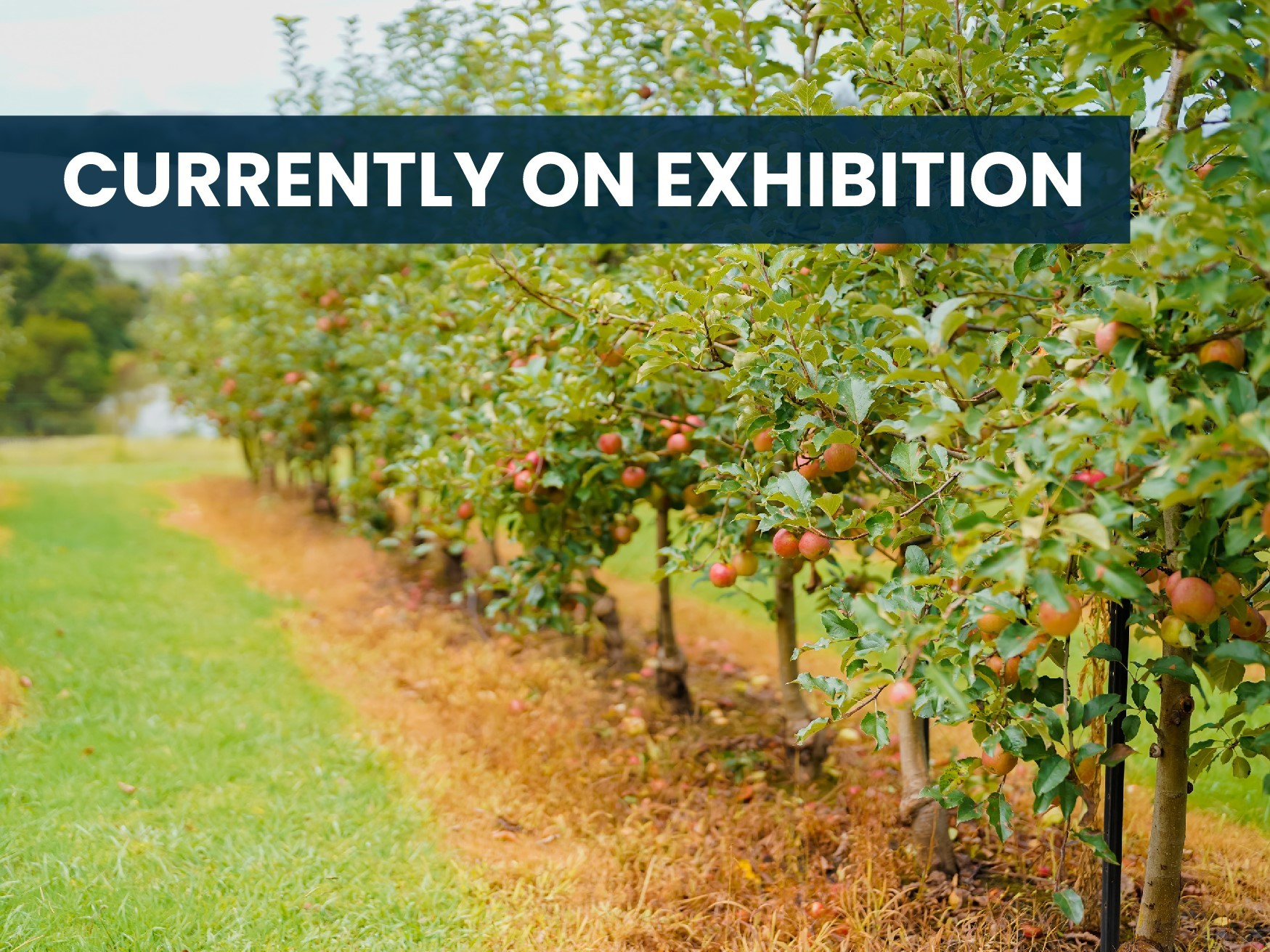 Currently on exhibition image