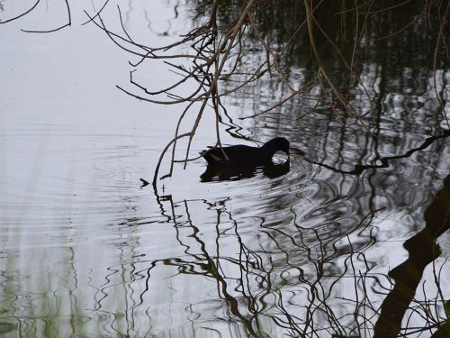 Water bird