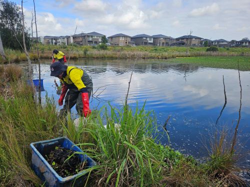 Weed Control Traineeship program