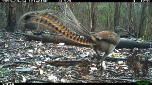 Image of a lyrebird on surveillance camera