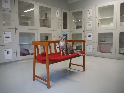 Picture of a cat sitting on a bench in the middle of the new cattery