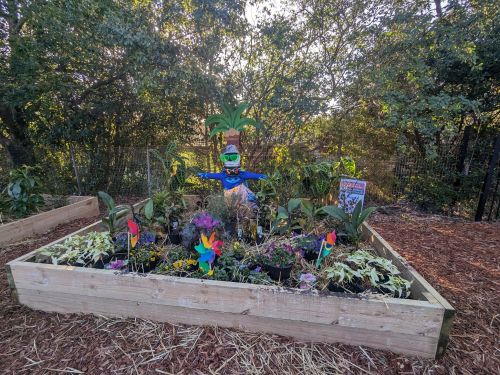 Image of a community garden project
