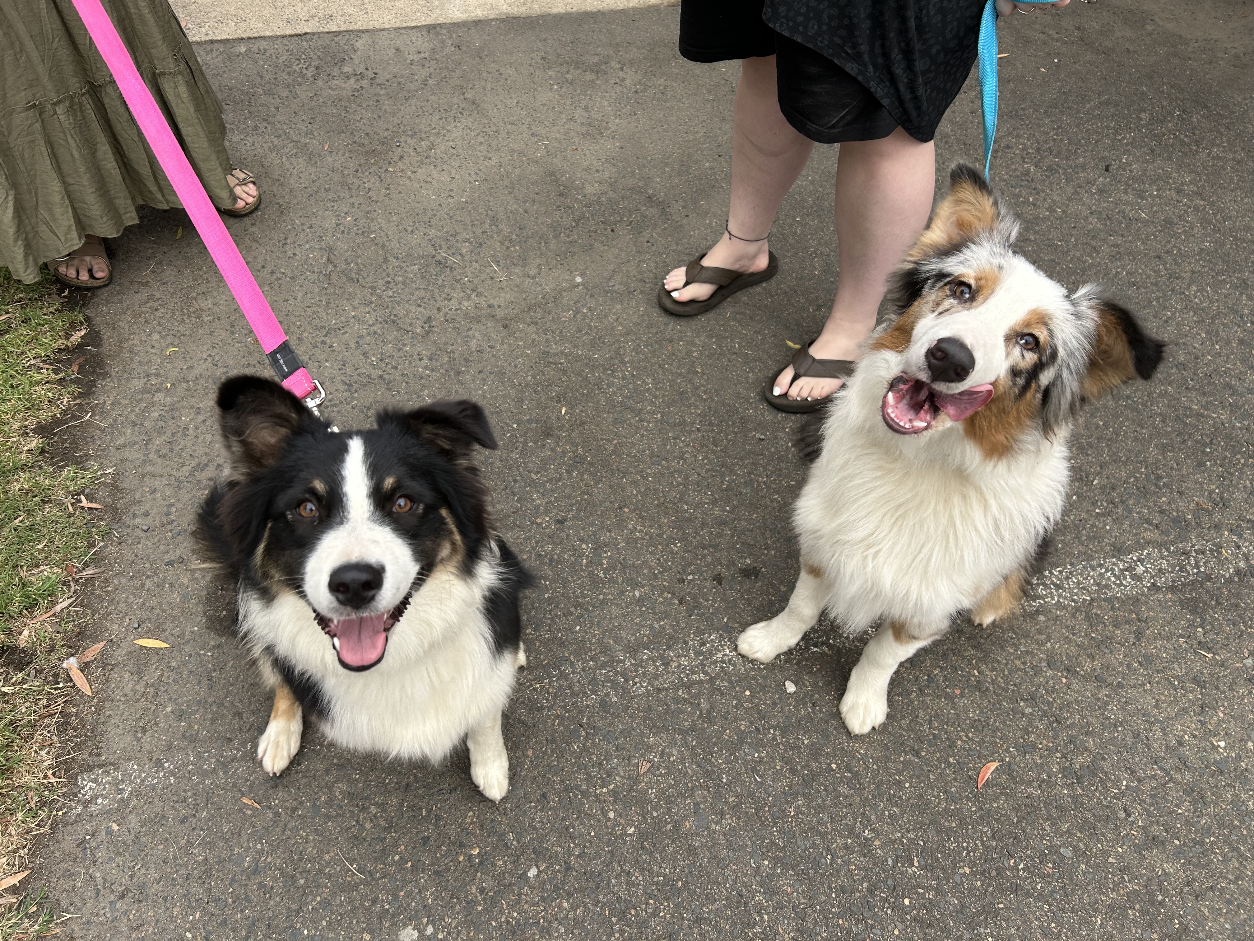 Two dogs on leads