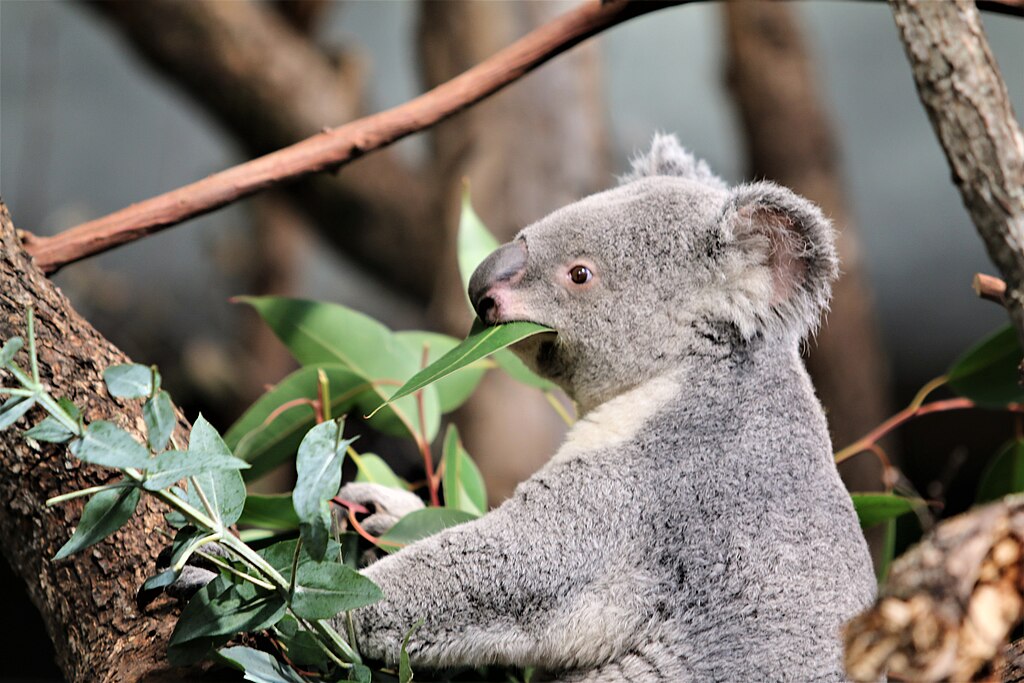 A koala eating a gum leaf