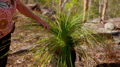 Womans hand touching grass tree