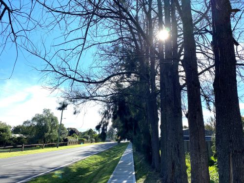 Picture of the dead and dying trees at Pitt Town