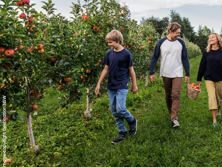 Tourism - apple picking web