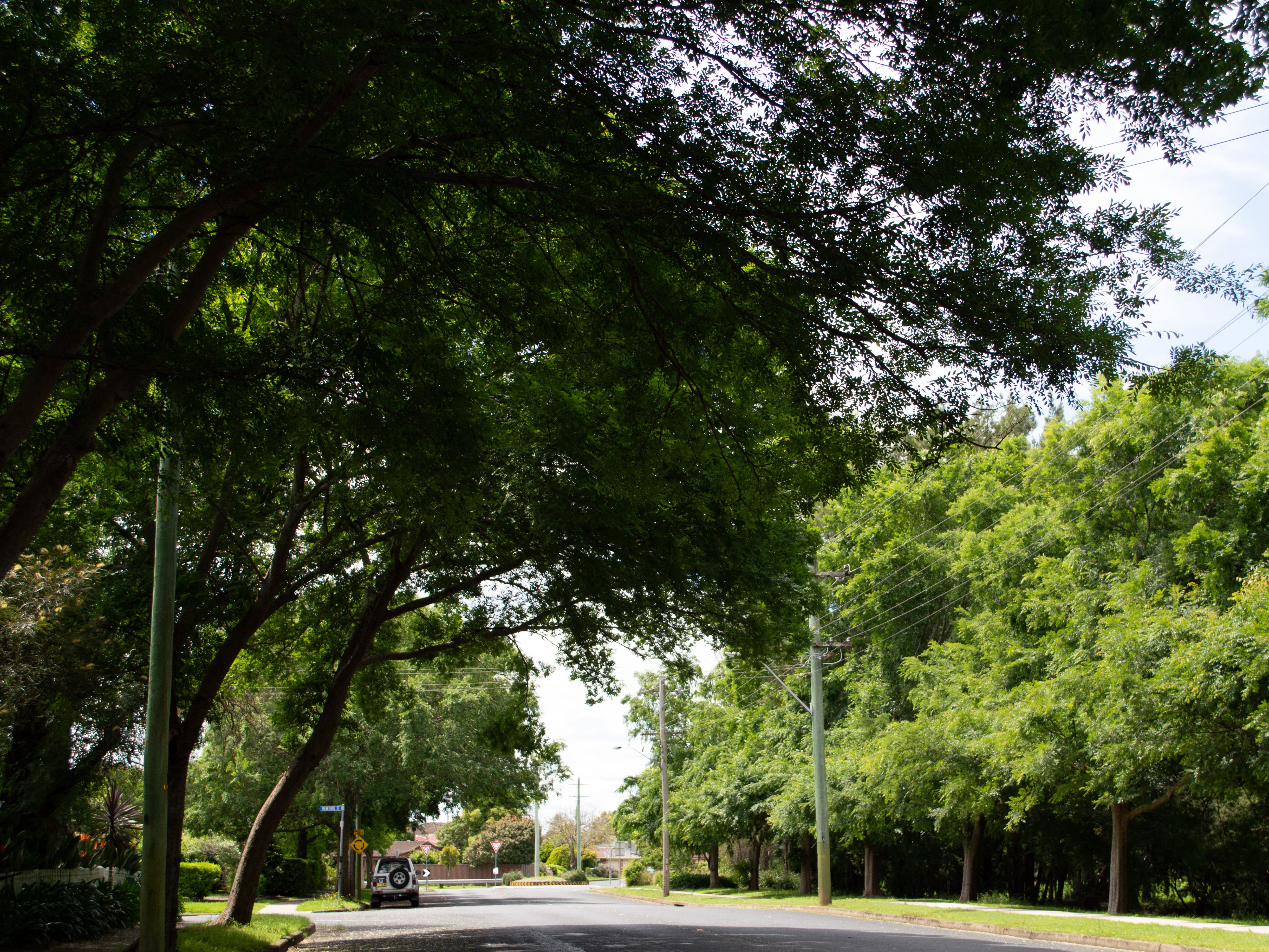 Laurence Street Hobartville - Street trees - 1