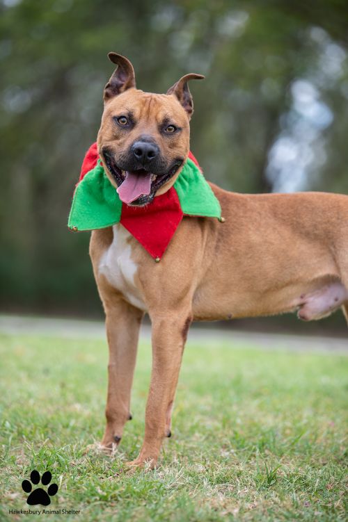Image of Harlo the dog in Christmas outfit