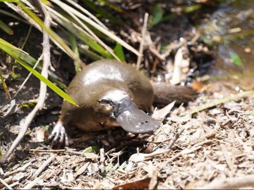Platypus. Credit: Dr Michelle Ryan