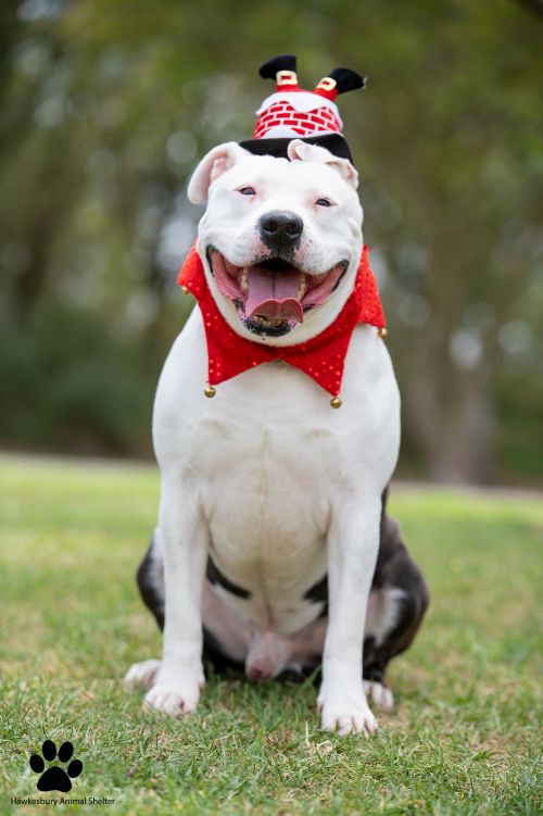 Picture of Cooper the dog in a Christmas outfit