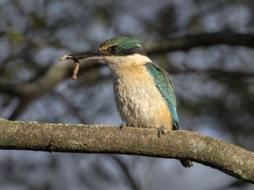 An image of a Sacred Kingfisher. It is a medium-sized blue bird with a sharp beak. It is holding a catepillar in its beak.