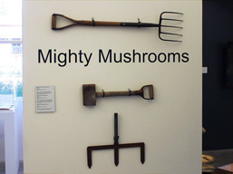 The Mighty Mushroom: Fifty Years of Mushroom Farming in the Hawkesbury