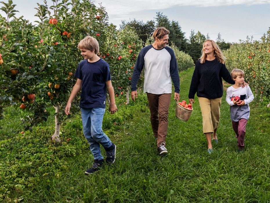 apple picking