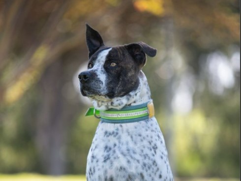 Manny - Cattle dog cross - web