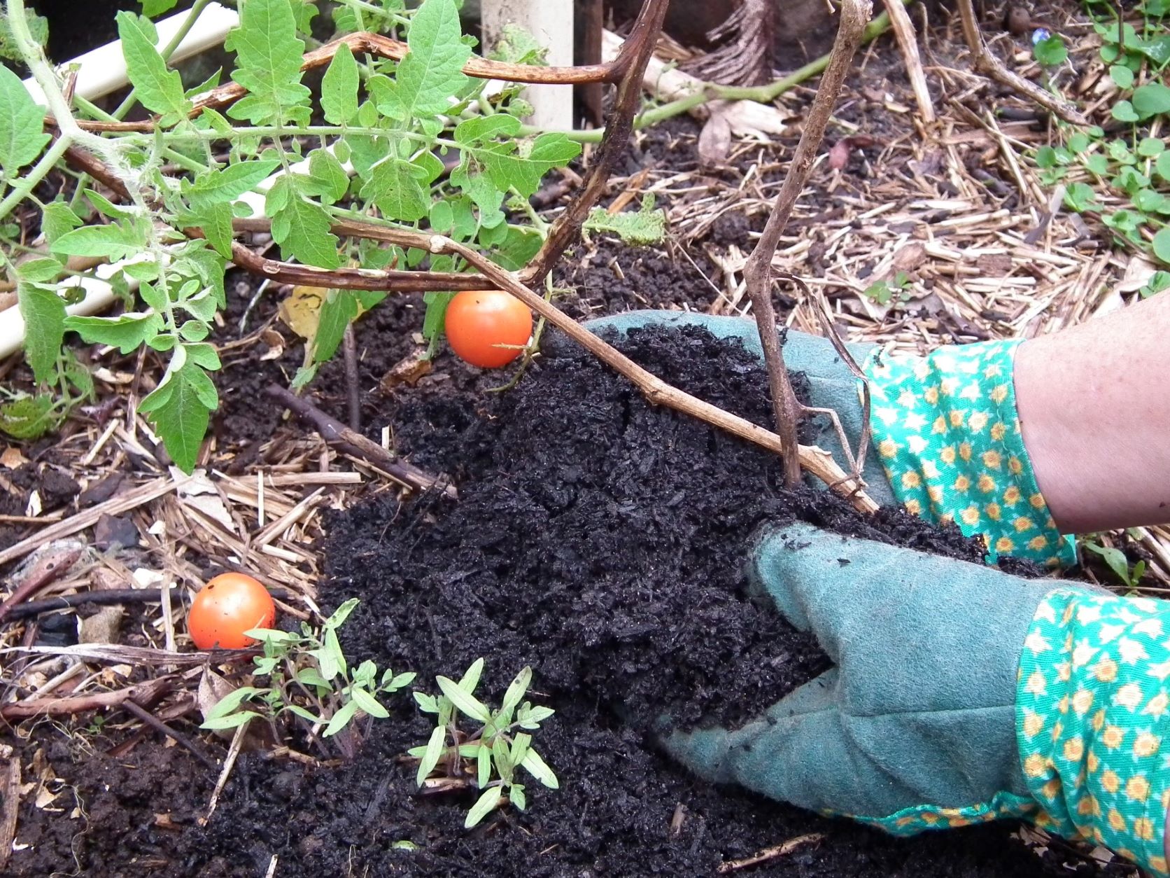 KIDS Wormfarming - Compost tomatoes